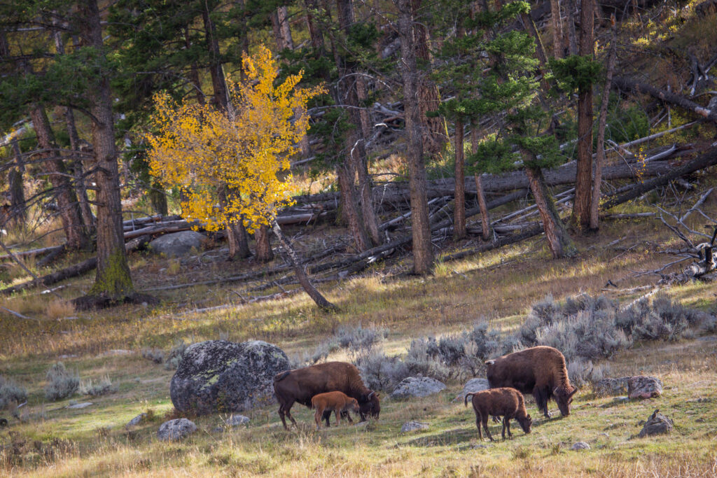 bison in Yellowstone National park in the fall